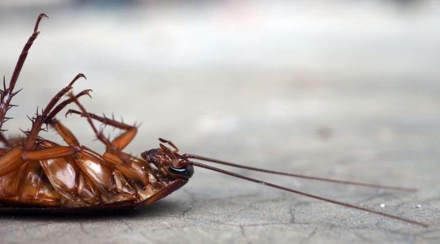 a dead brown cockroach
