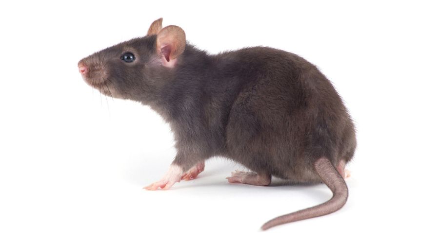 a dark grey rat on a white background