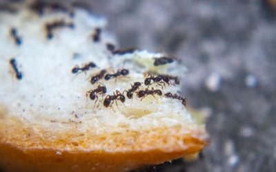 What Attracts Ants to Dallas Businesses & How to Handle Them