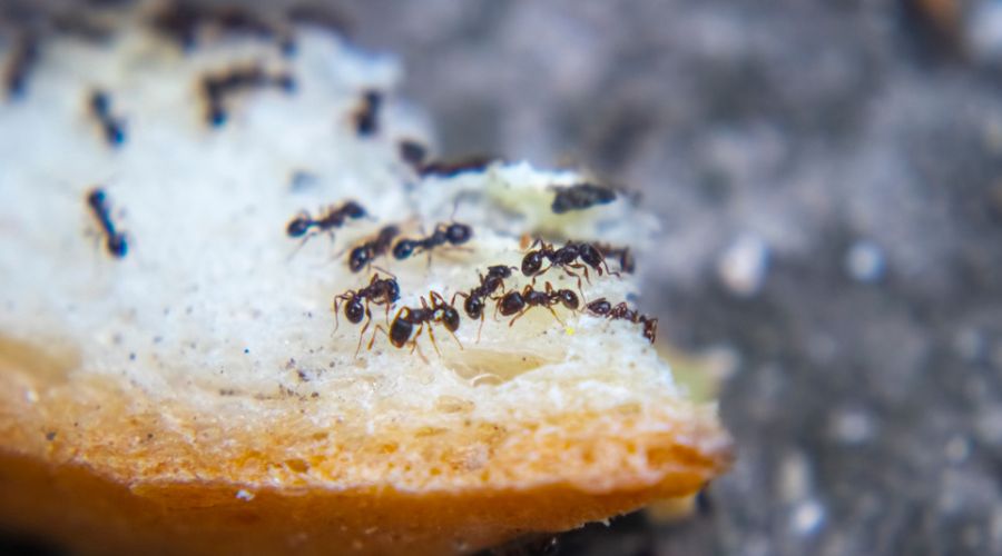 closeup ants eating fresh baked bread