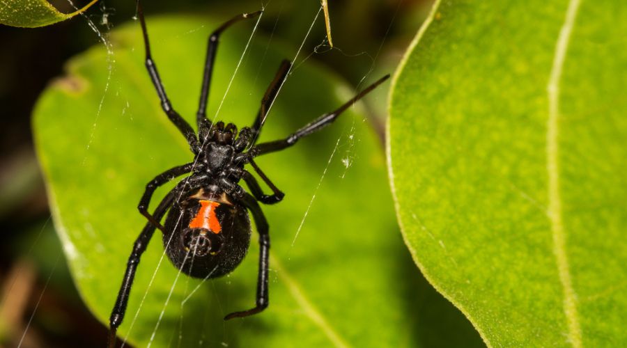 Spiders in Houston  Holder's Pest Solutions