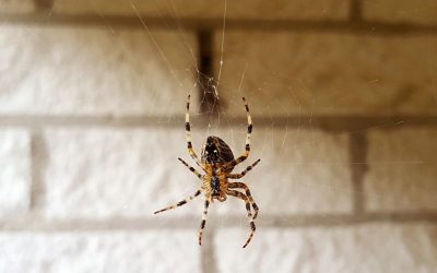 How To Tell if the Spiders in Your Houston Home Are Dangerous
