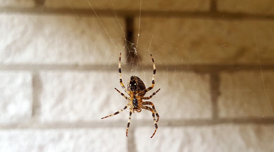 close up of a hanging poisonous house spider on its web