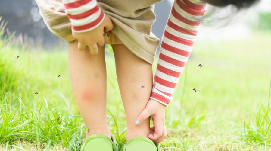 mosquitoes fly around a childs legs as he reaches down to itch bites