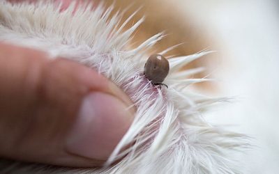 Keeping Fleas and Ticks Out of Your Lewisville Lawn