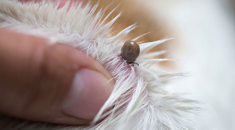 a tick burried in the fur of a Lewisville dog