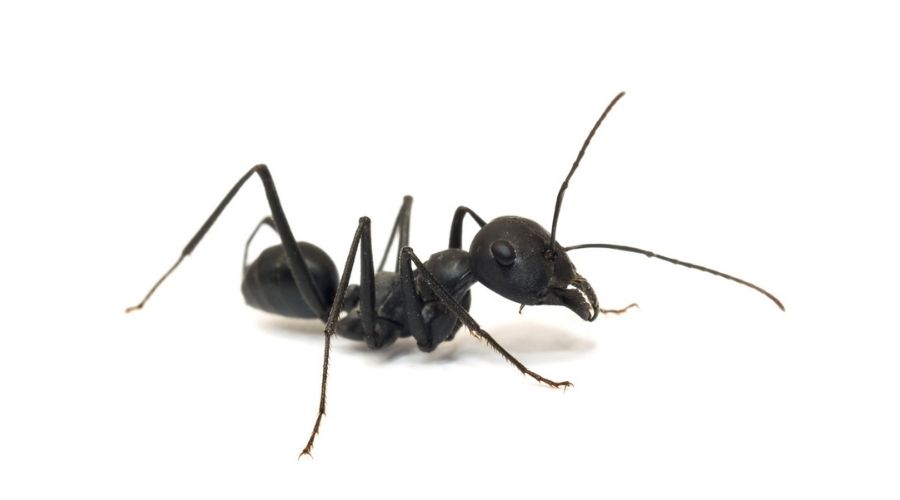 close-up-of-a-carpenter-ant-isolated-on-white-background