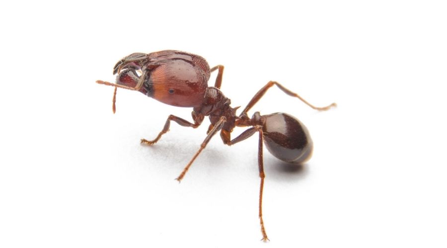 close-up-of-a-red-imported-fire-ant-isolated-on-white-background