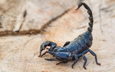 5 Tips to Keep Scorpions Out of Your Fort Worth Home