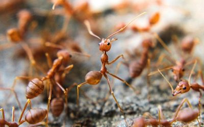 When Is Ant Season in Dallas?