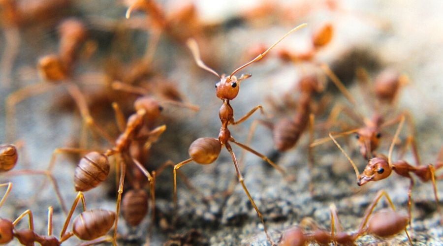close up of red imported fire ants