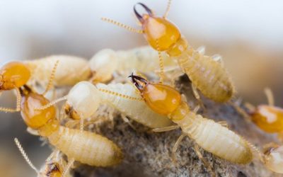 Here’s How Termites Enter Your Forney Home Undetected