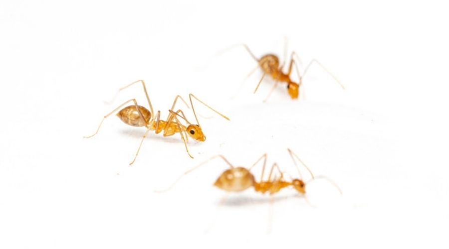 close-up-of-yellow-crazy-ants-isolated-on-white-background