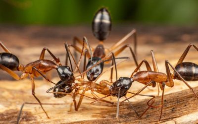 The Most Common Ants in Dallas