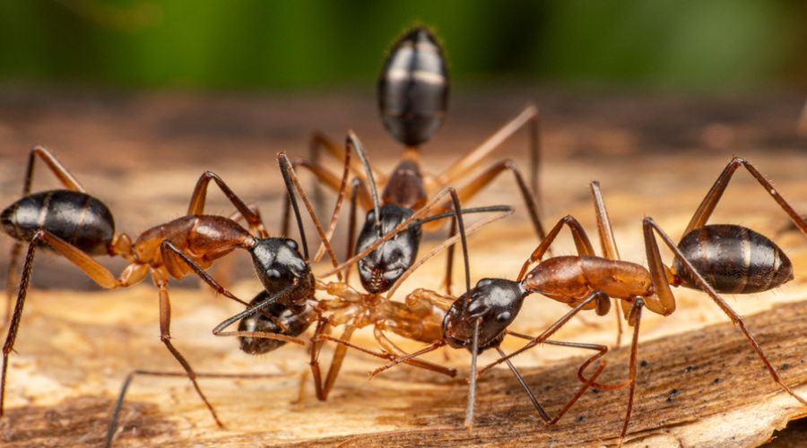 a group of ants carrying their food