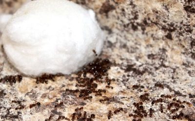 Using Boric Acid To Control Fire Ants in Dallas