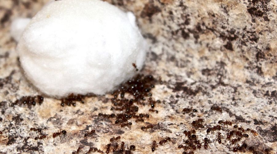 Using Boric Acid To Control Fire Ants in Dallas