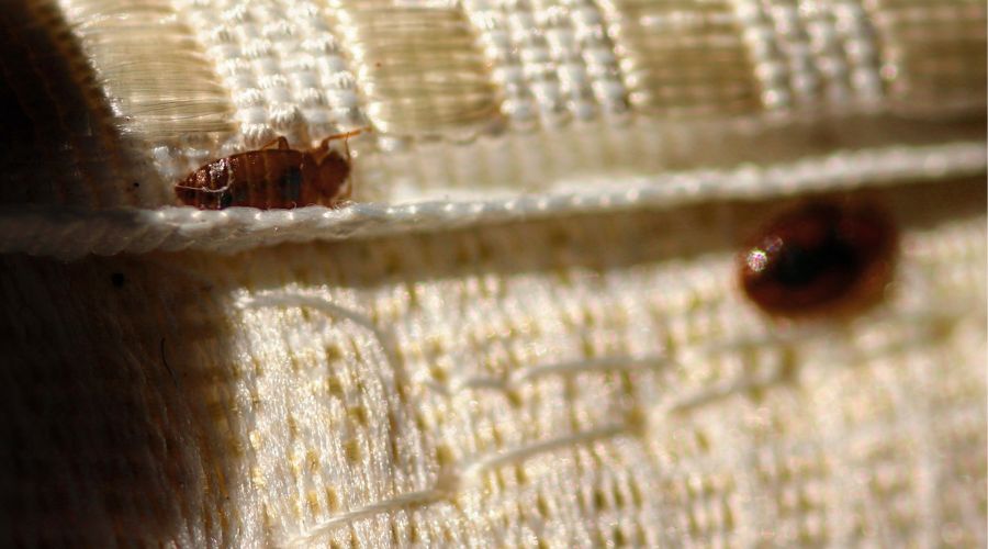 Guide to Preventing Bed Bugs in Lewisville