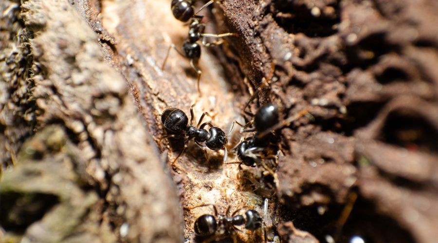 close up of carpenter ants on wood