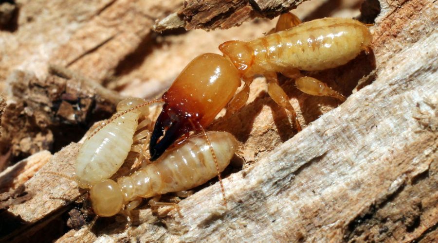 close up of drywood termite worker in houston