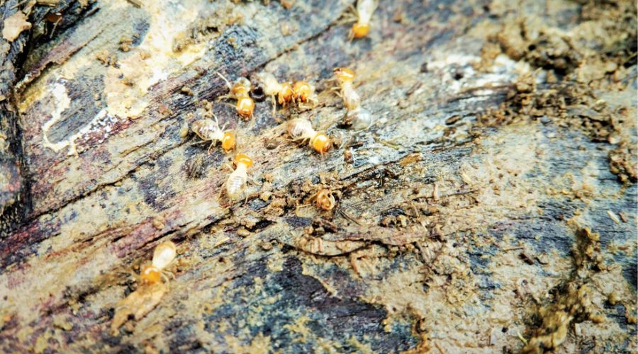 close up of drywood termites