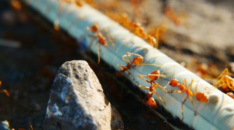 Using Boric Acid To Control Fire Ants In Dallas Affordable Effective   Close Up Of Fire Ants Drinking From A Tube Of Water Line 480x267 