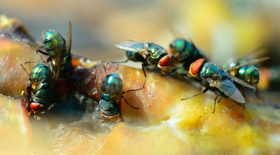flies feasting on leftover food