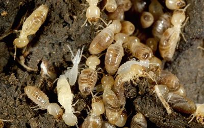What Do Termites Look Like in Forney