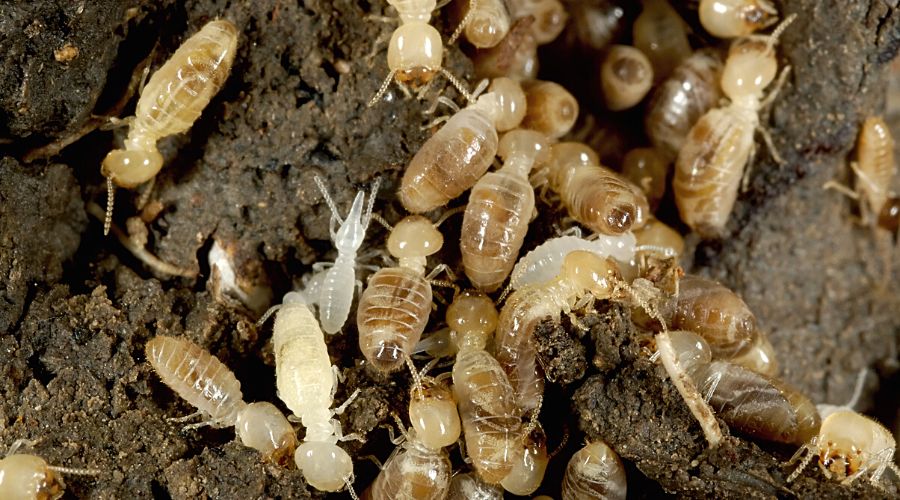 What Do Termites Look Like in Forney