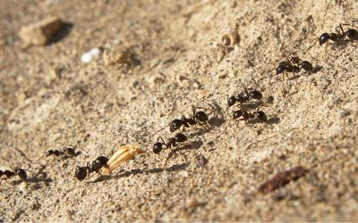 What Are Pheromone Trails and How Do Ants Use Them?