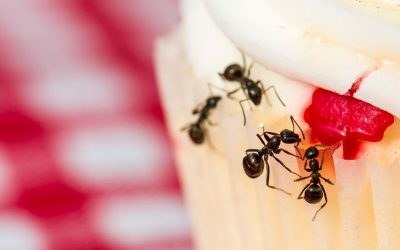 What Foods Commonly Attract Ants to Lewisville Homes
