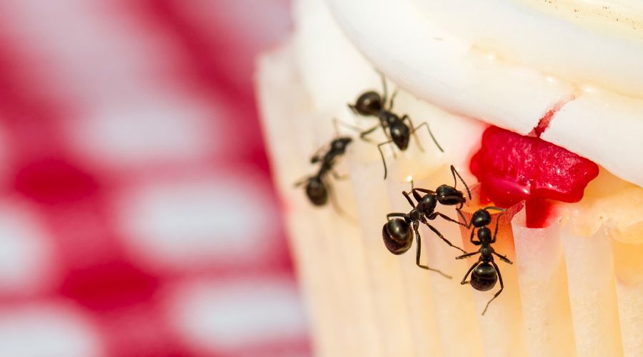 What Foods Commonly Attract Ants to Lewisville Homes