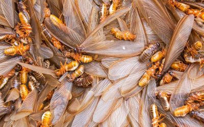 How to Get Rid of Flying Termites for Dallas Homeowners