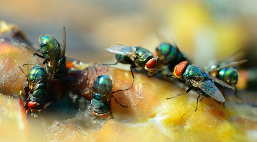flies swarming on food