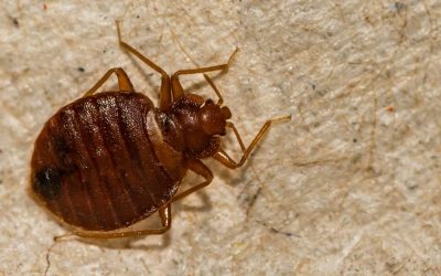 How Do Bed Bugs Get Into San Antonio Homes?