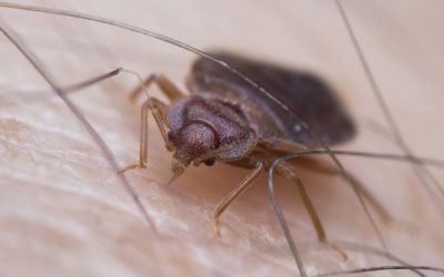 How To Get Rid Of Bed Bugs In Dallas Homes