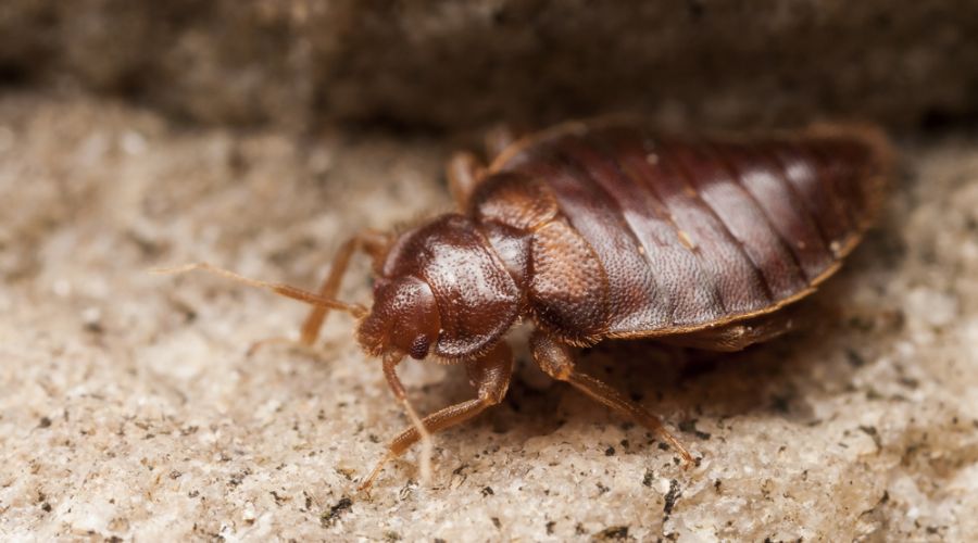 close up of an adult bed bug