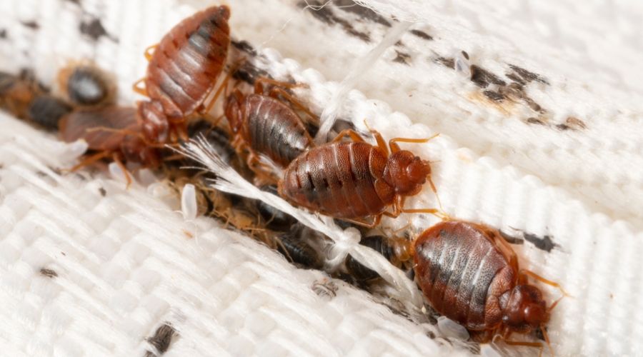 What Do Bed Bug Bites Look Like?