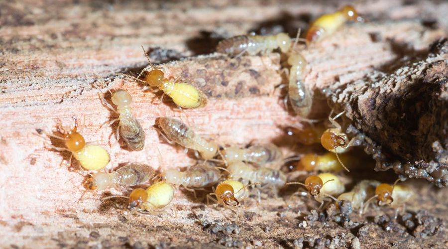 close up of termites on a damaged wood