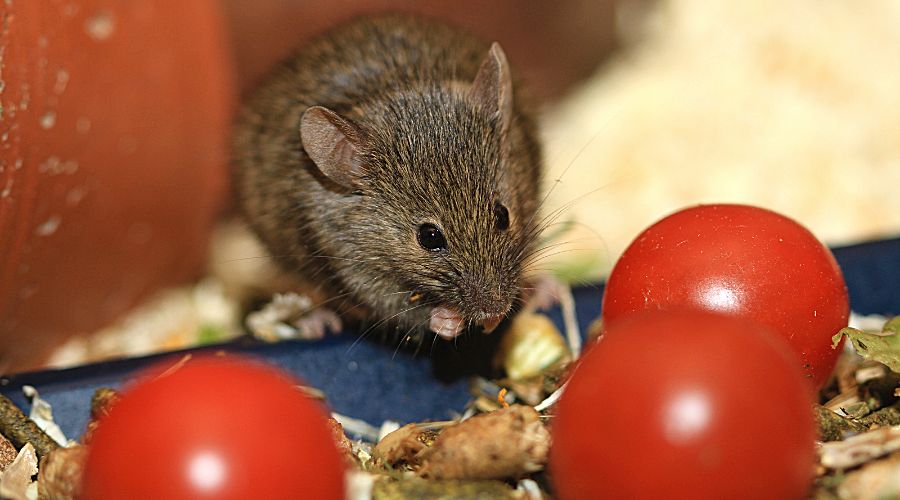 a mice in the surrounded by fallen tomatoes in the garden