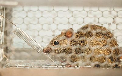 How To Get Rid of Mice Naturally for Dallas Homeowners
