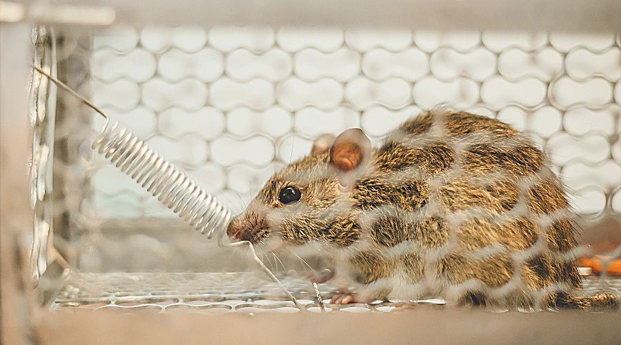 How To Get Rid of Mice Naturally for Dallas Homeowners