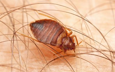 How To Find Bed Bugs in Your Forney Property