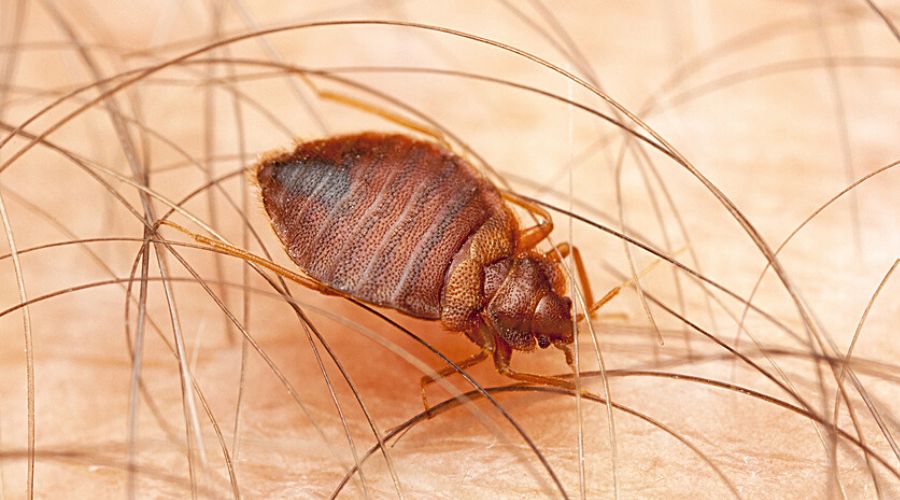 close up of a bed bug on human skin