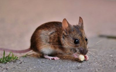 How To Get Rid of Mice for Lewisville Homeowners