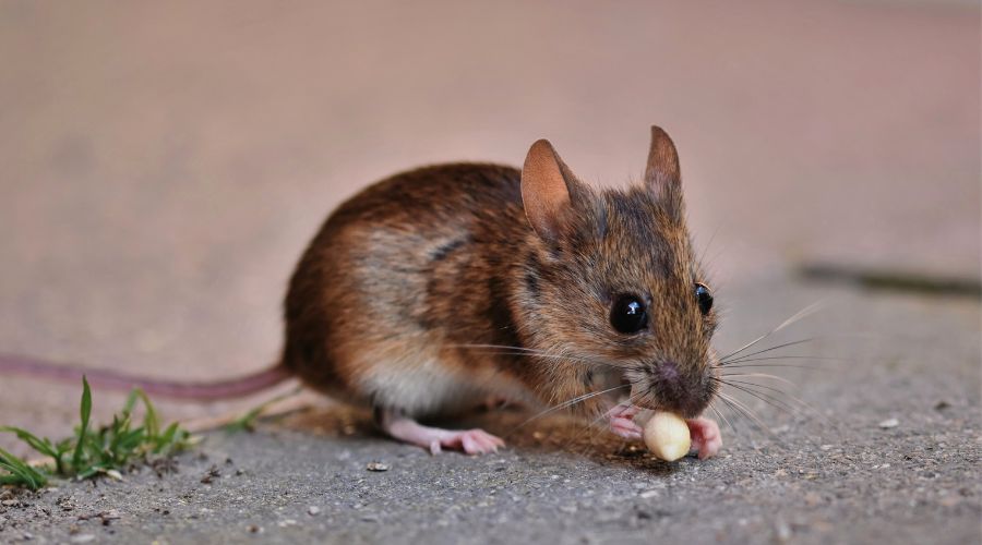 close up of a brown mouse