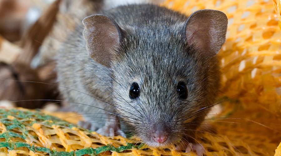 close up of a common house mouse