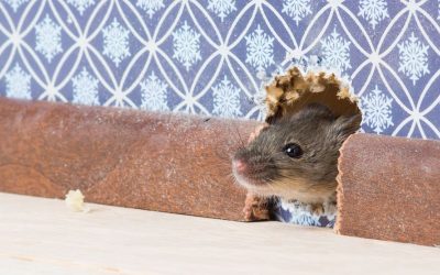 How To Get Mice Out of the Walls in Your Lewisville Home