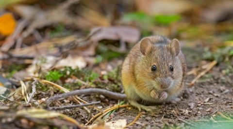 How Long Do Mice Usually Live In Dallas? - Affordable, Effective Pest 