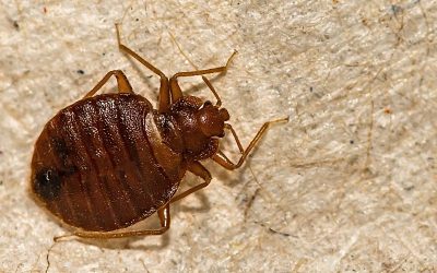 How Long Do Bed Bugs Live in San Antonio?